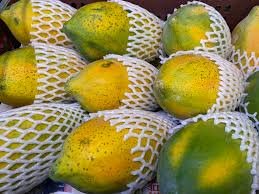 Papaya